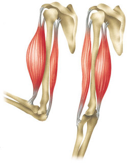 biceps_and_triceps.jpg