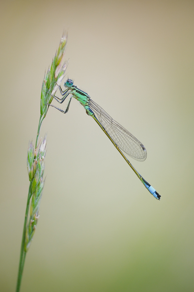 DSCF9768-bewerkt-X2.jpg