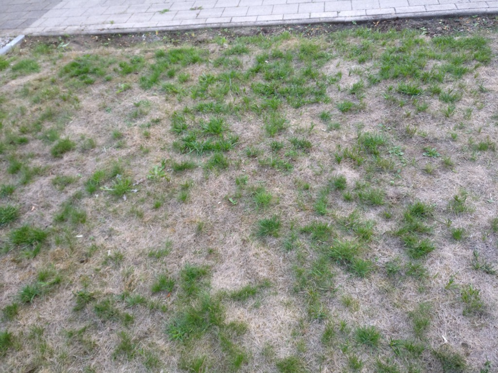 gras4.jpg