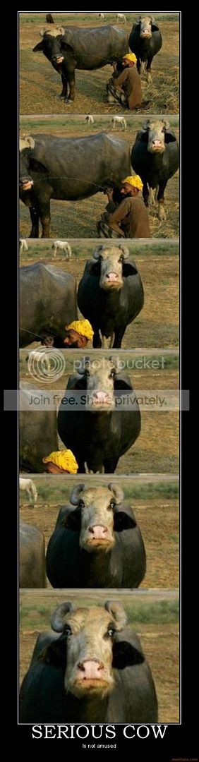 serious-cow.jpg