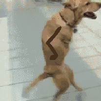 2.gif