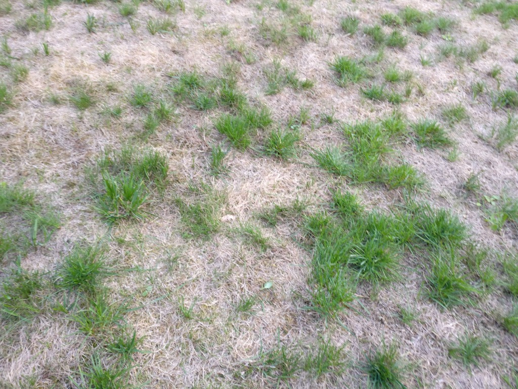 gras2.jpg