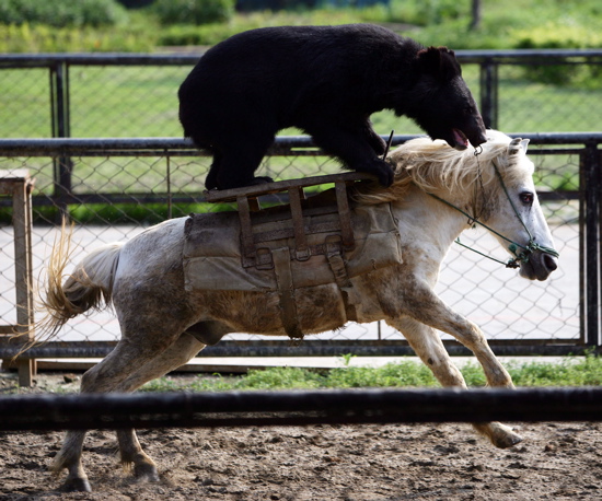 bear-horse.jpg