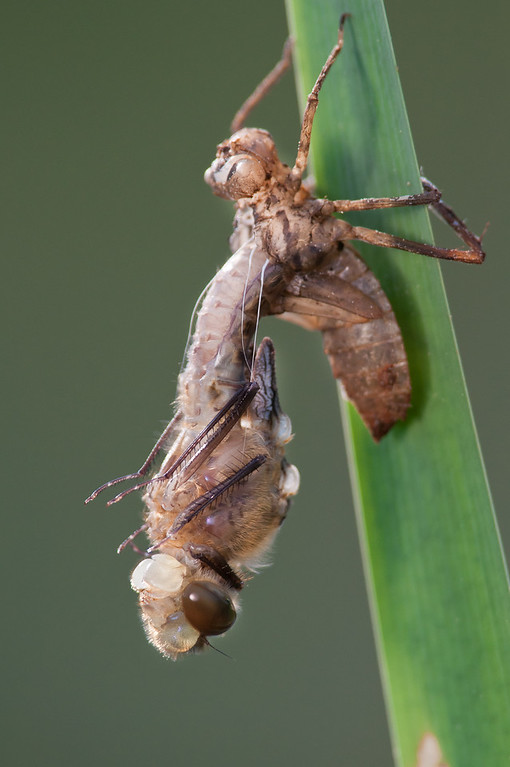i-gdTN7SL-XL.jpg