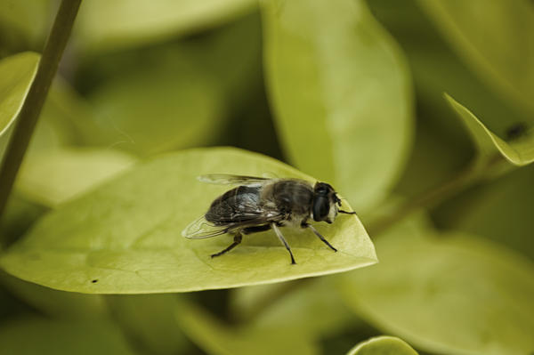 Bzzzzzzzz_Bzzzzzzzz_by_SyRuS_Photography.jpg