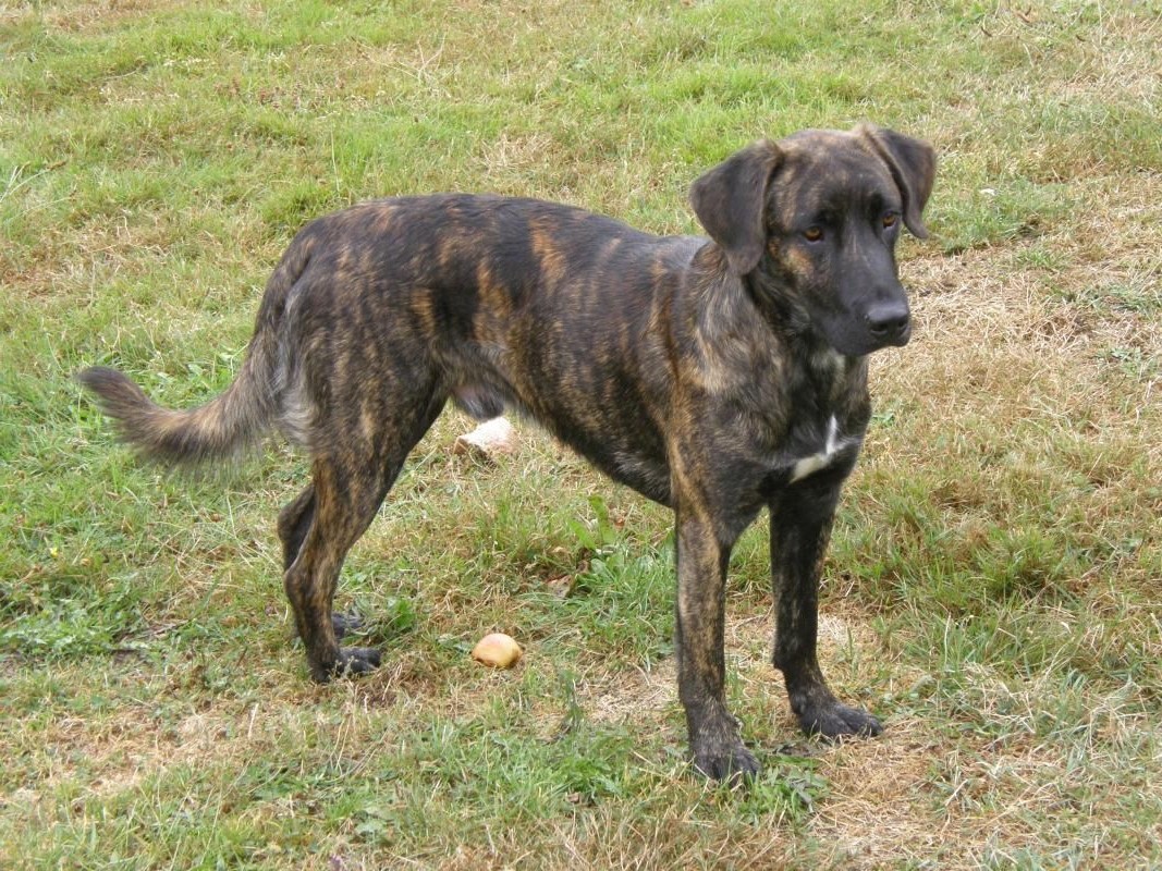 Cursinu-chien.jpg