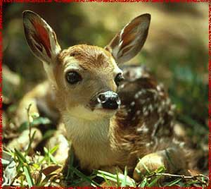 Fawn-Deer-deer-30735550-300-268.jpg