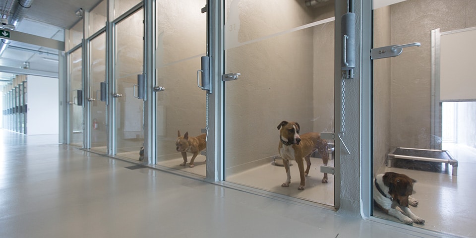 dierenasiel-met-bewoners-4-van-20.jpg