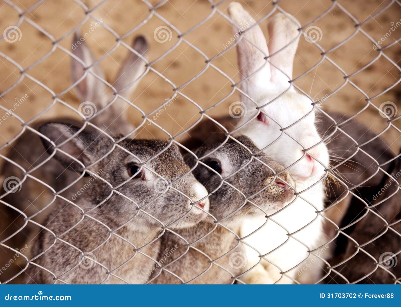 rabbits-cage-photo-design-31703702.jpg