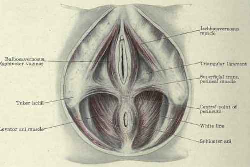 Fig-467-Female-perineum.jpg