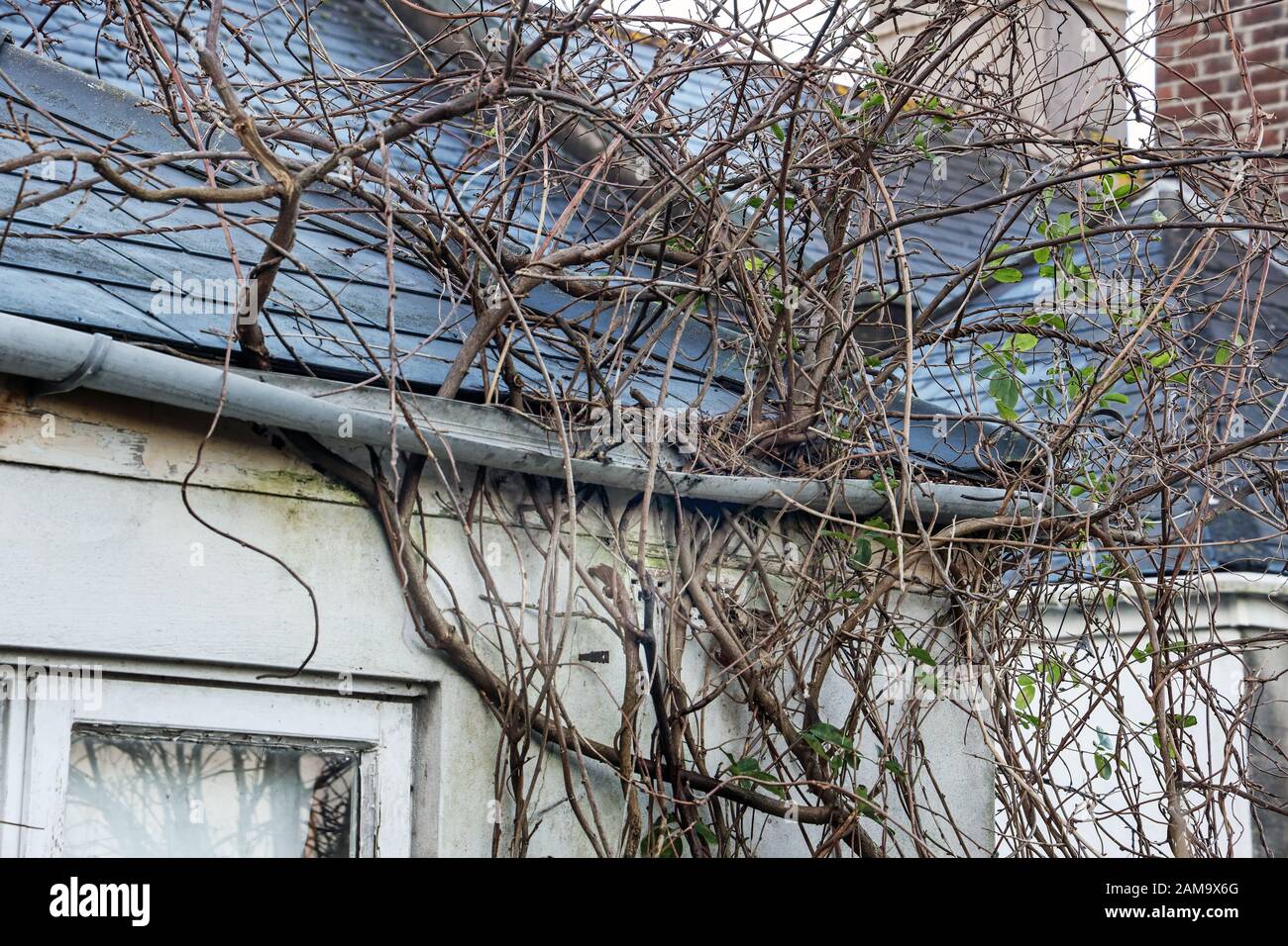 damage-to-gutter-caused-by-an-uncontrolled-wisteria-plant-shows-the-need-for-house-maintenance-2AM9X6G.jpg
