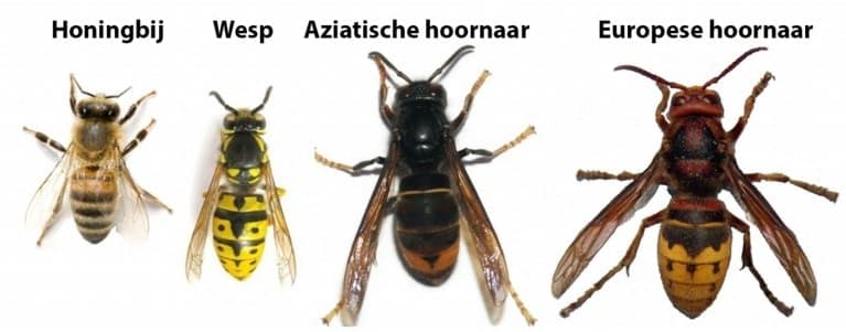 hoornaars.jpg