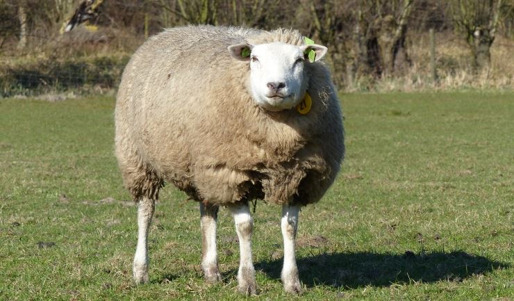 schaap-740x433.jpg
