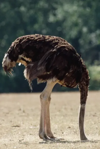 ostrich-head-sand-1451011.jpg