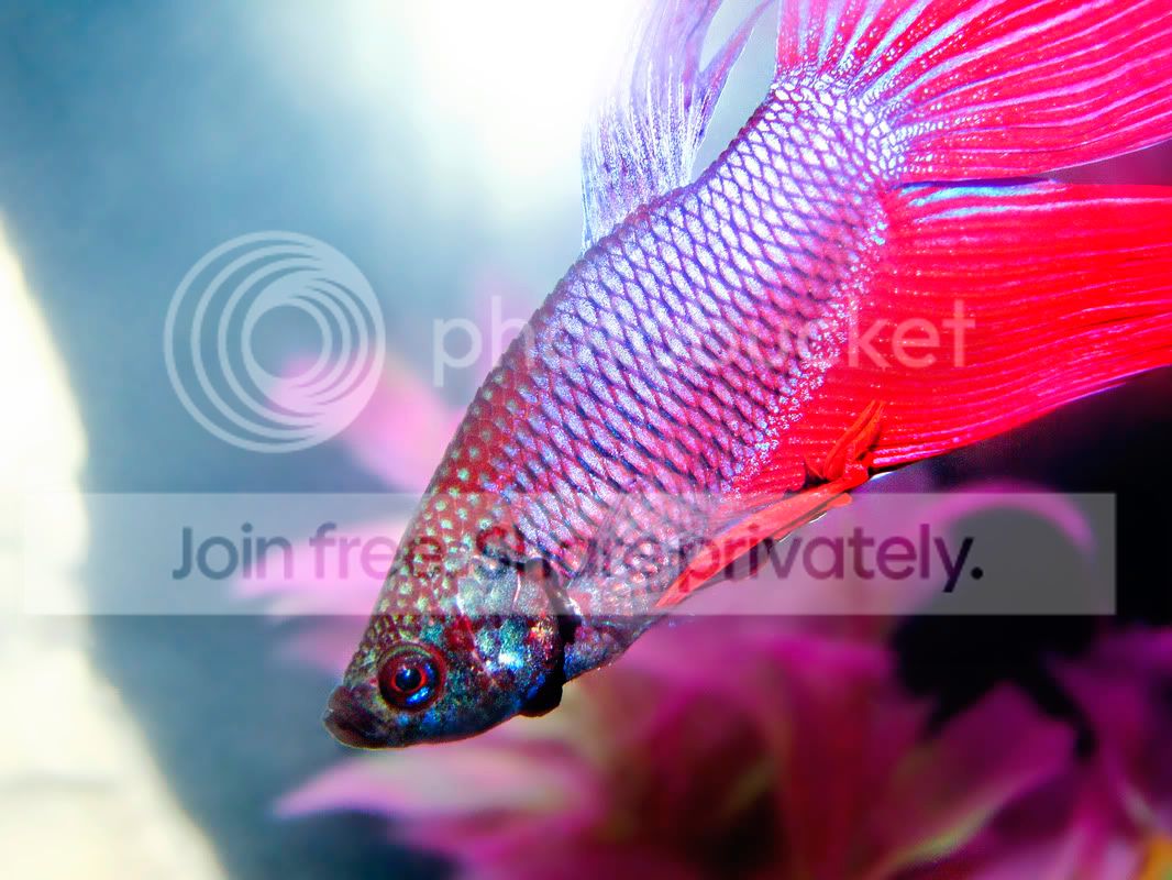 Betta_by_Isje.jpg