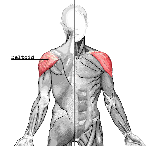 Deltoideus.png