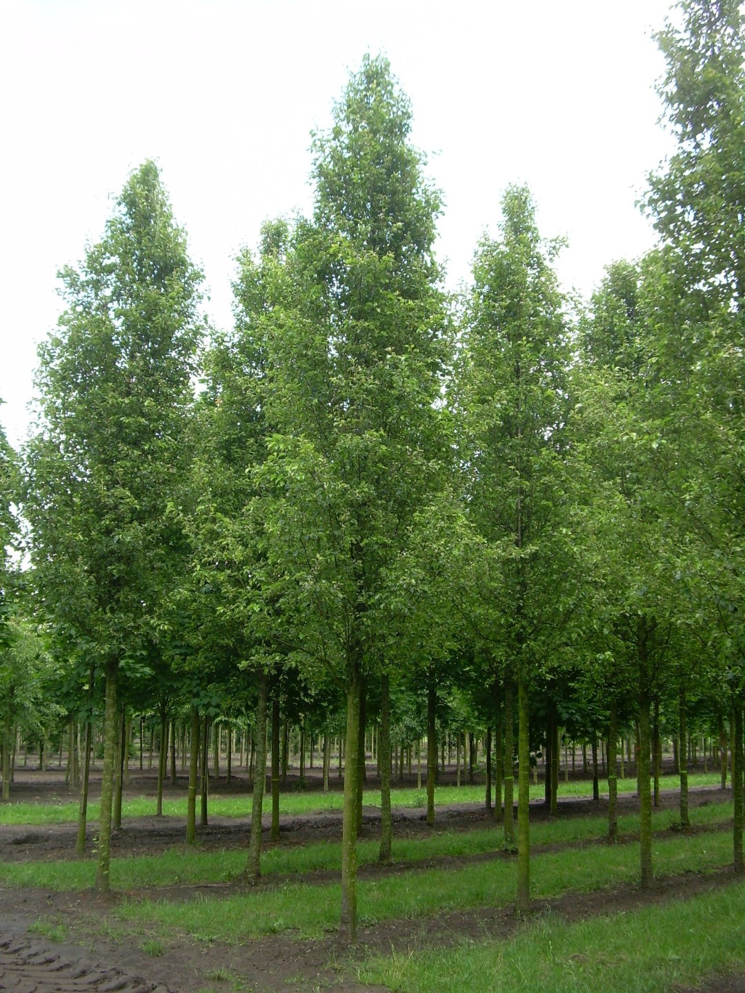pyrus_calleryana_chanticleer_3.jpg