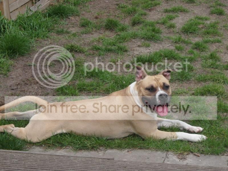 SAM_2398_zps5fd6d221.jpg