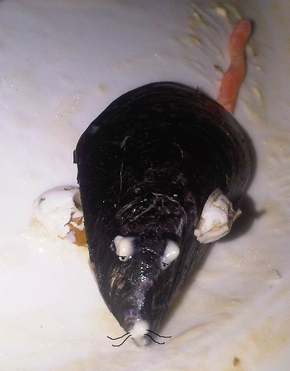 muis-256a.jpg