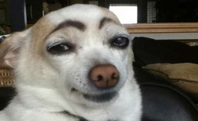 dogs-with-eyebrows-3A.jpg