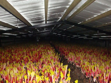 rhubarb2.jpg