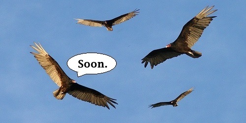 circling-vultures2.jpg