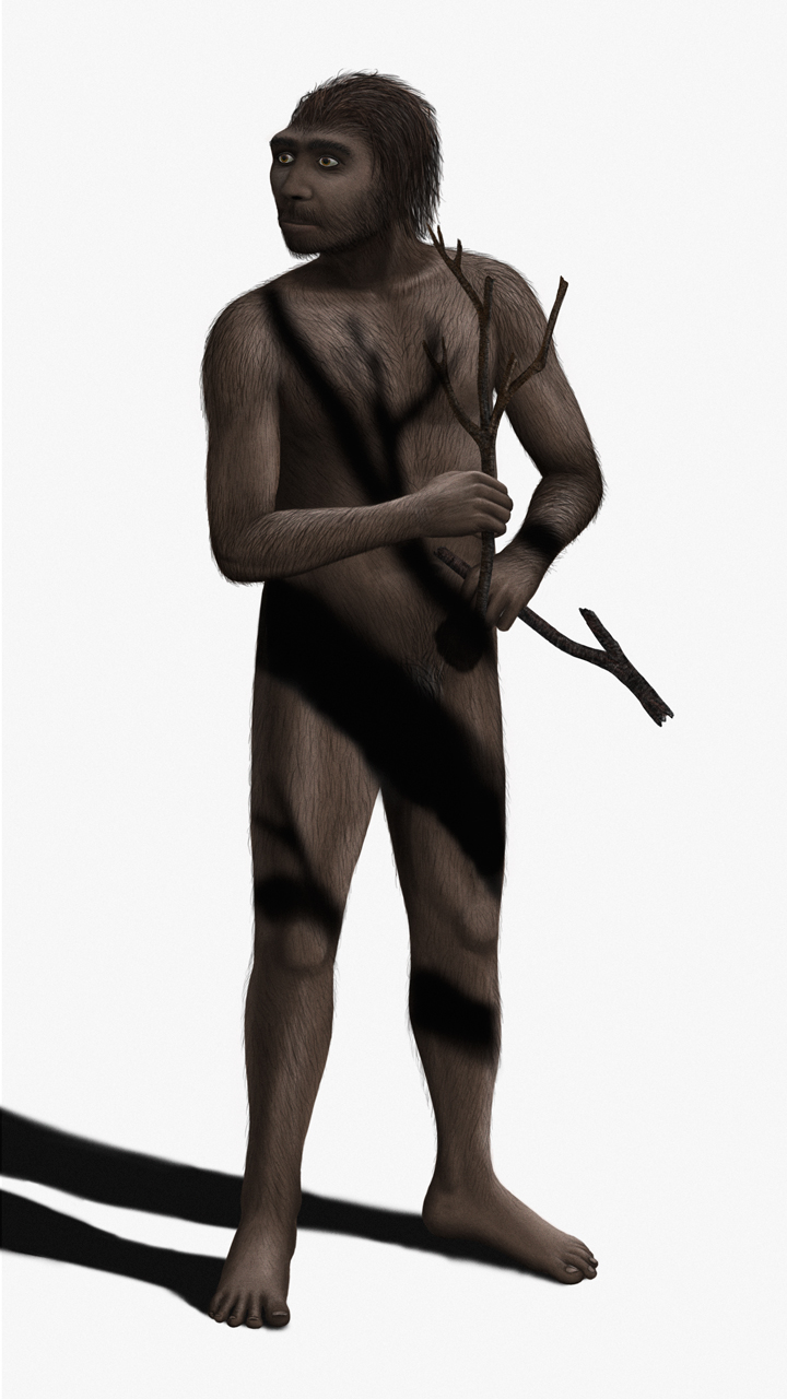 Homo_erectus_Steveoc_86.jpg