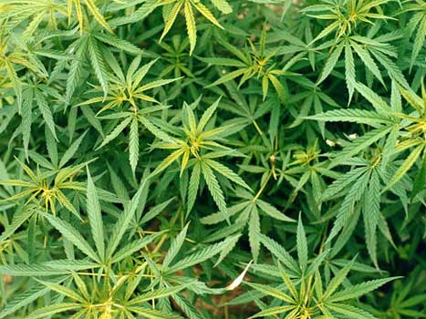 m.7529_prague-pot.jpg