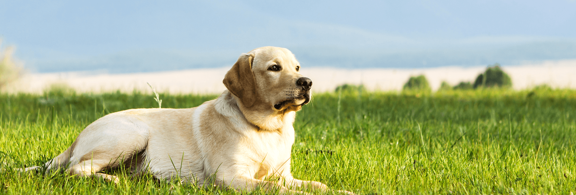 happydogacademy.nl