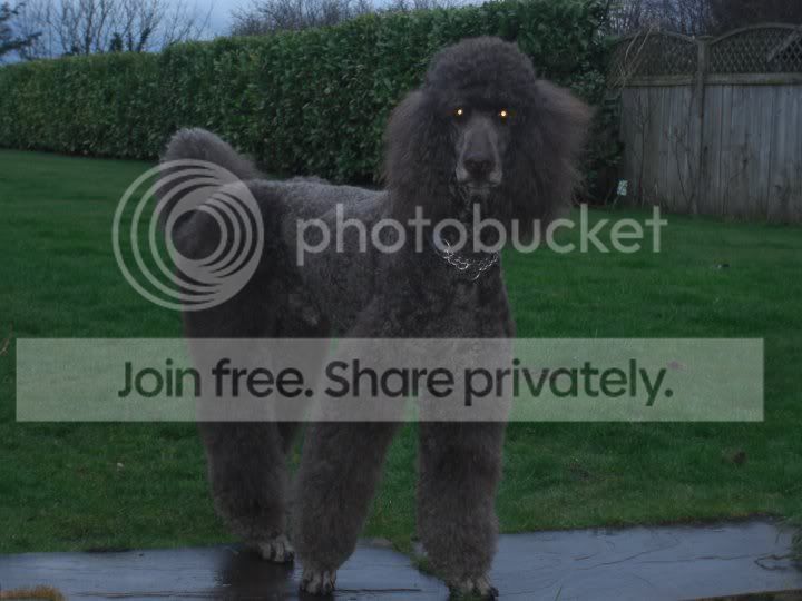 weirddog.jpg