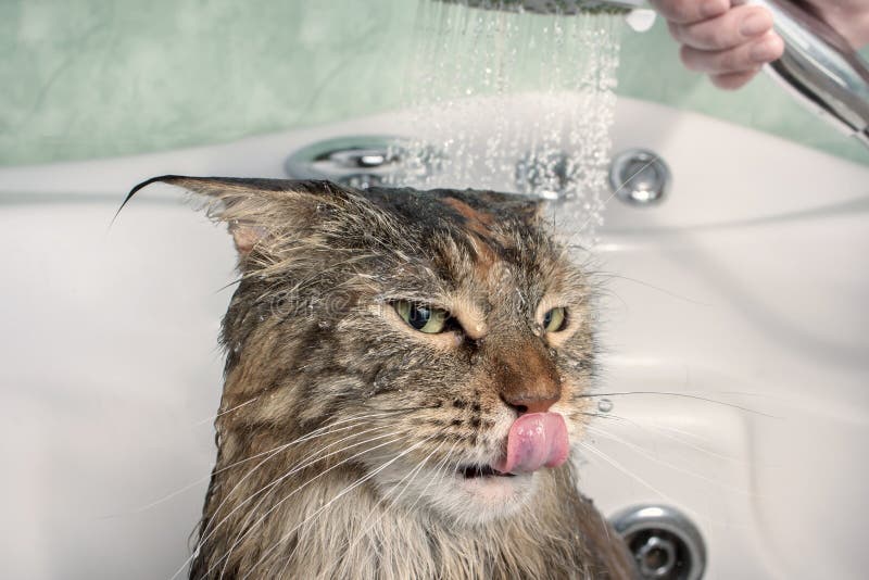natte-kat-het-bad-123181375.jpg