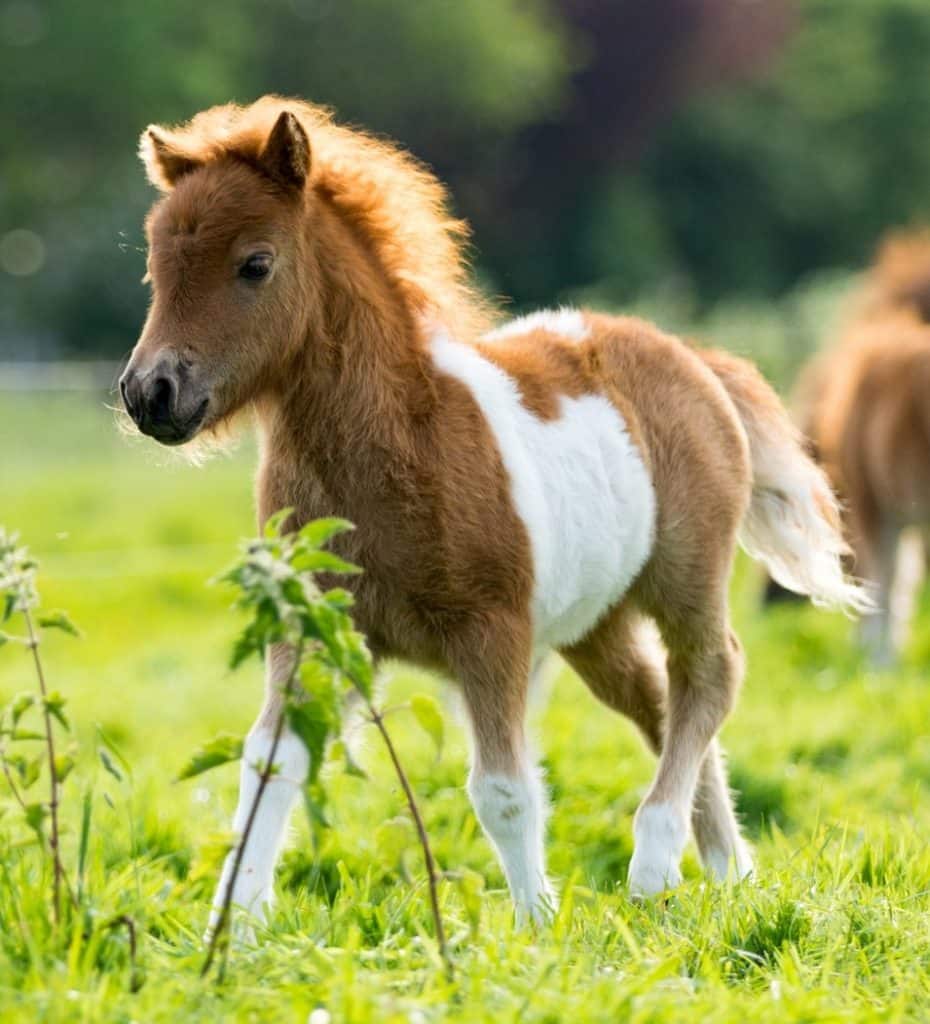 pony1-930x1024.jpg