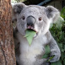 koala-cant-believe-it.jpg