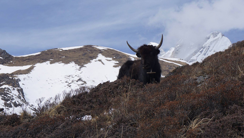 5_yak.jpg
