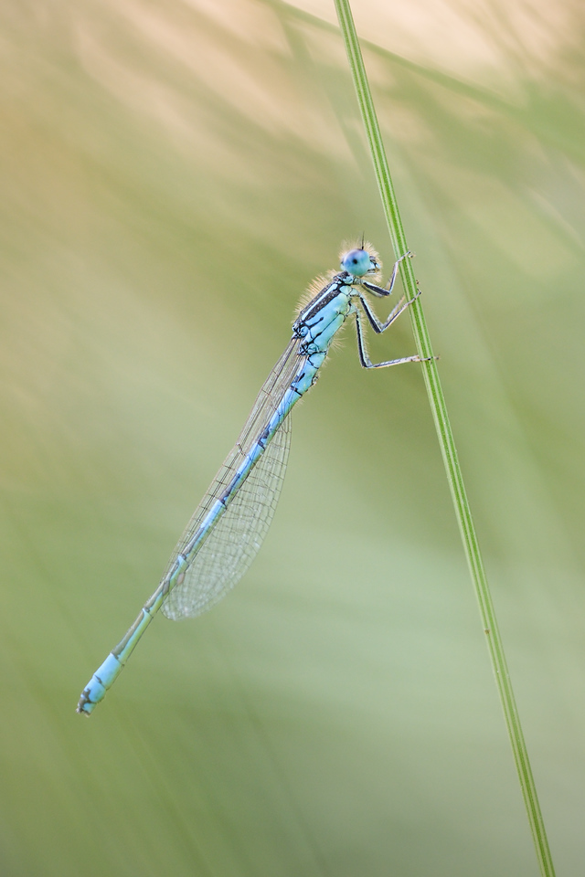 DSCF8597-X2.jpg