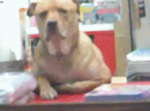 DOGCENTOR.gif