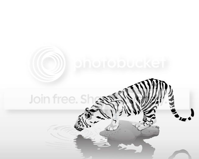 white-tiger-layout-water.jpg