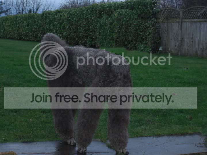 weirdkong.jpg