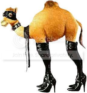 TgsSexyCamel1216.jpg