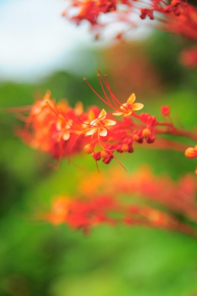 flora_001.jpg