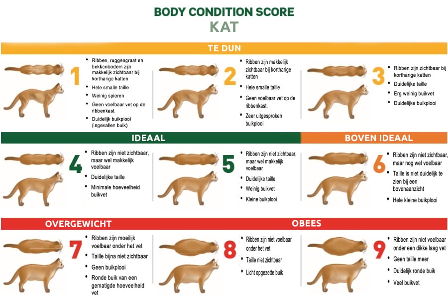 Body-Condition-Score-Kat.jpg