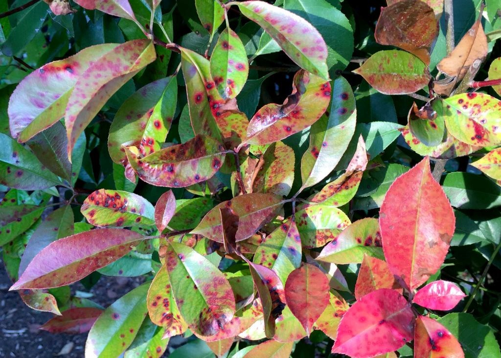 backbonevalleynursery.com