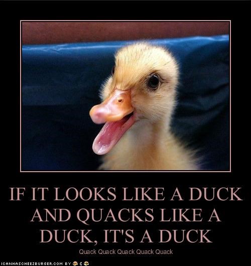 duck.jpg