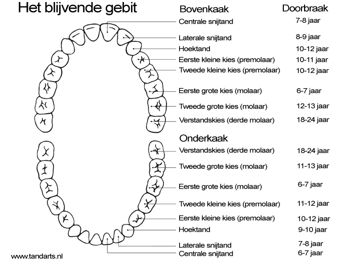permanent-gebit.gif
