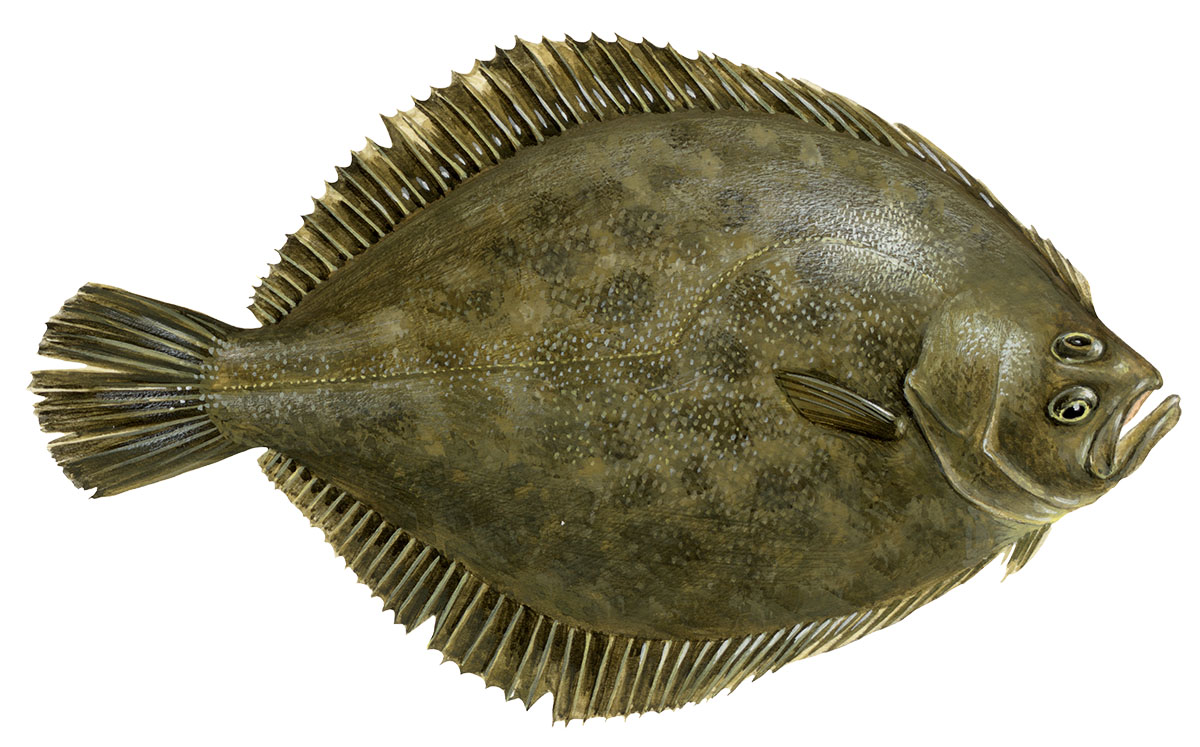 scophthalmus_rhombus_sw-kopie.jpg
