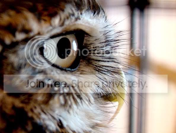 Ra__tiny_owl_by_Isje-1.jpg
