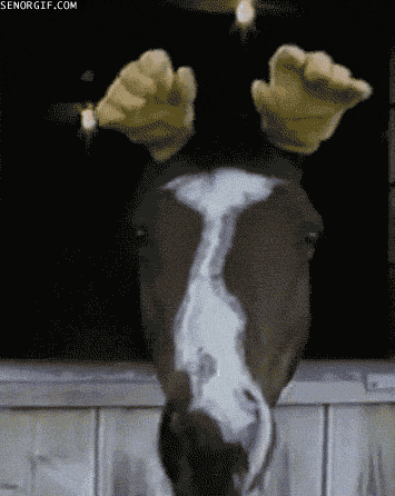 a4ypk8j.gif