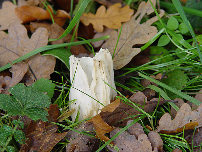 Witte-kluifjes-zwam.jpg
