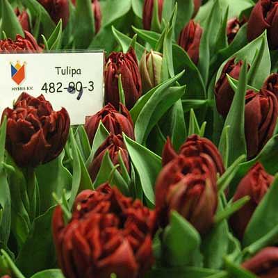bloem482-89-3.jpg