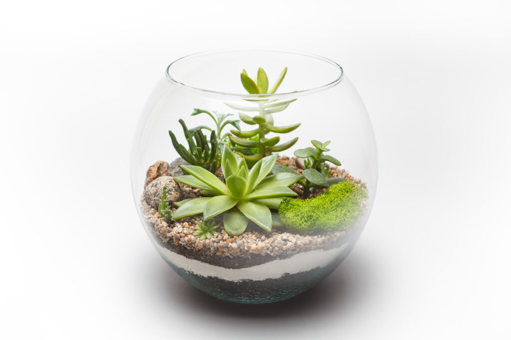 5C4LRWHs-vetplanten-terrarium-shutterstock-1024x683.jpg